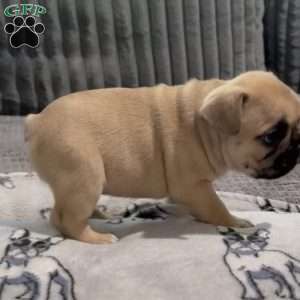 Ranger, French Bulldog Puppy